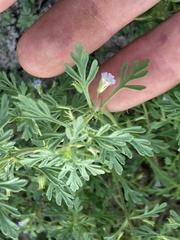 Leucospora multifida
