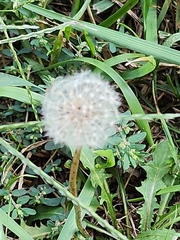 Taraxacum erythrospermum