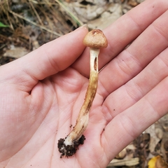 Tricholoma fulvum