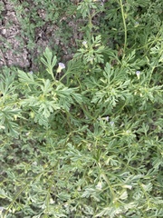 Leucospora multifida