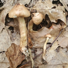 Tricholoma fulvum