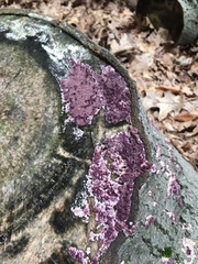 Phlebiopsis crassa