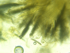 Geoglossum umbratile