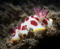 Goniobranchus splendidus