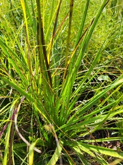 Eryngium yuccifolium