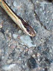 Thamnophis saurita