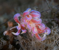 Phyllodesmium poindimiei