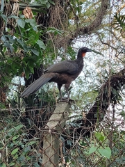 Penelope obscura