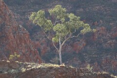 Corymbia aparrerinja