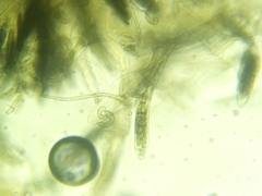 Geoglossum umbratile