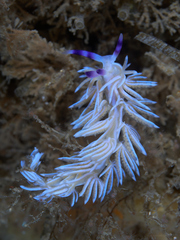Pteraeolidia ianthina