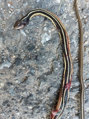 Thamnophis saurita