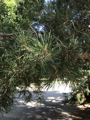Pinus ponderosa