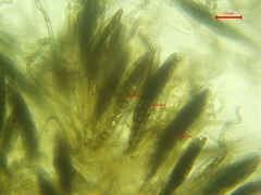 Geoglossum umbratile