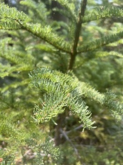 Abies procera