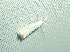 Crambus albellus