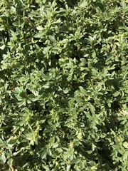 Amaranthus albus