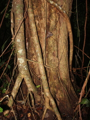 Pleodendron costaricense