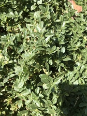 Amaranthus albus