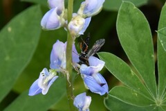 Ichneumonoidea