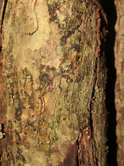 Pleodendron costaricense