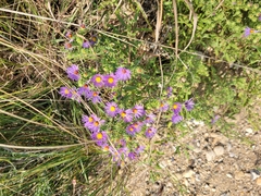 Symphyotrichum oblongifolium