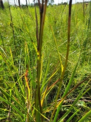 Eryngium yuccifolium