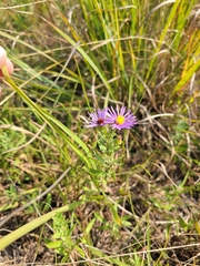 Symphyotrichum oblongifolium
