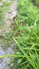 Scirpus atrovirens