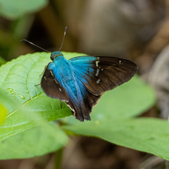 Astraptes fulgerator