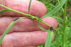 Asteromyia euthamiae