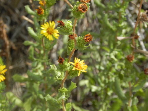 Image of Hazardia berberidis by (c) James C. Davis, some rights reserved (CC BY-SA)