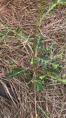 Phyllanthus urinaria