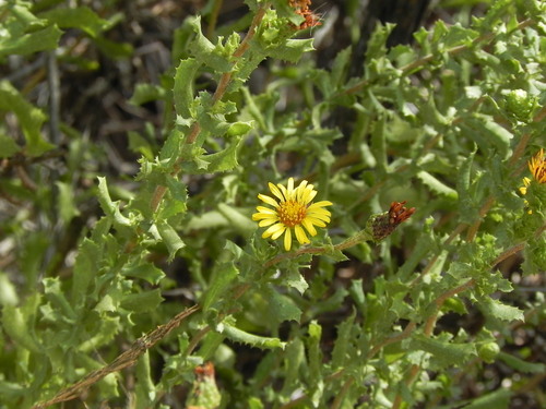 Image of Hazardia berberidis by (c) James C. Davis, some rights reserved (CC BY-SA)