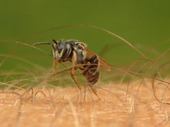 Plebeia droryana