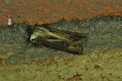 Agrotis venerabilis