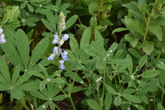 Lupinus arcticus