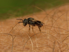 Plebeia droryana