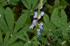 Lupinus arcticus