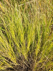 Muhlenbergia cuspidata