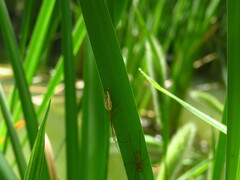 Tetragnatha extensa