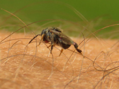 Plebeia droryana