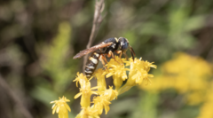Philanthus ventilabris