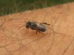 Plebeia droryana