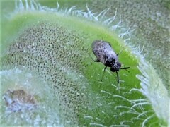 Heteroptera