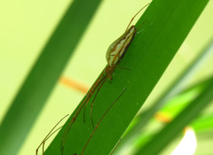Tetragnatha extensa