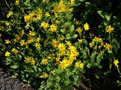 Arnica latifolia