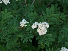 Sorbus sitchensis