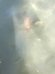 Octopus americanus