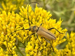 Crossidius hirtipes immaculatus